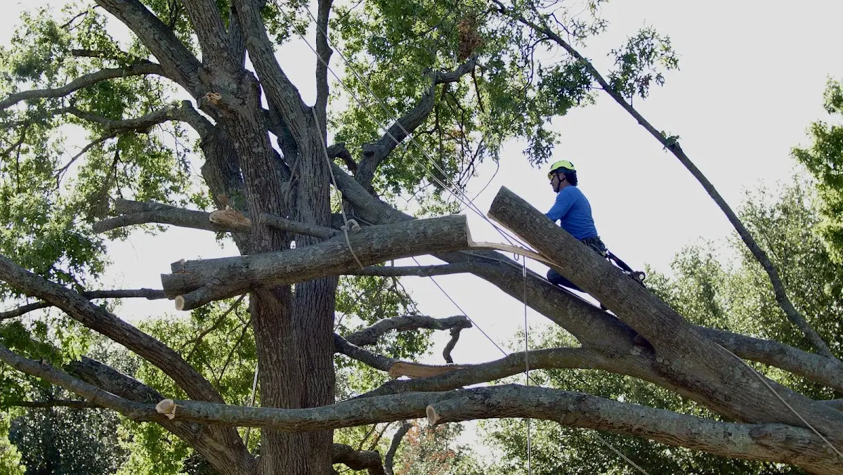 Professional Hazardous Tree Removal performed by certified arborists in Augusta